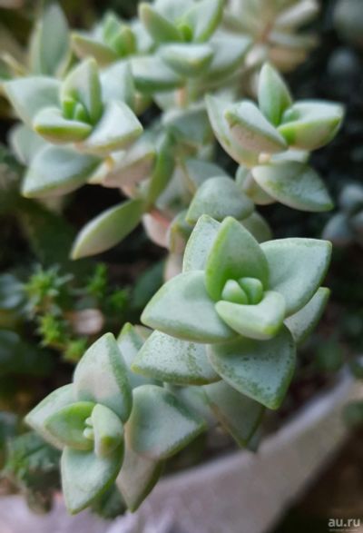 Лот: 16343947. Фото: 1. Crassula rupestris, Крассула рупестрис. Горшечные растения и комнатные цветы