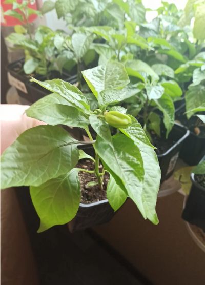 Лот: 15790428. Фото: 1. 7pod Chaguanas Chocolate. Сверхострый... Ягоды
