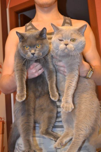 Лот: 4318291. Фото: 1. Очаровательные британцы. Кошки, котята
