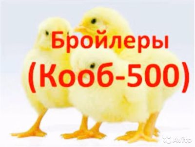 Лот: 7878571. Фото: 1. Домашний бройлер. Мясо, птица, яйцо