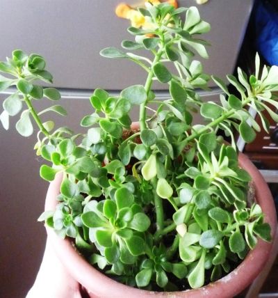 Лот: 3547208. Фото: 1. Каменная роза. Горшечные растения и комнатные цветы