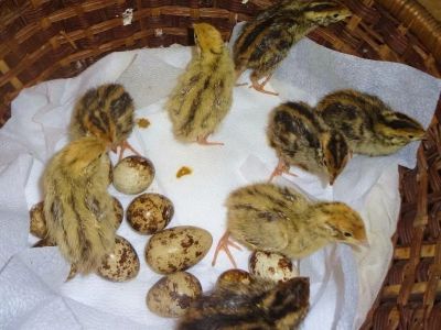 Лот: 9496864. Фото: 1. Инкубационное перепелиное яйцо. Птицы