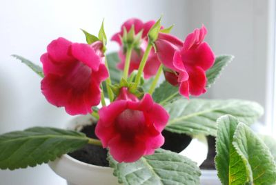 Лот: 4020199. Фото: 1. Тидея 2, лист. Горшечные растения и комнатные цветы