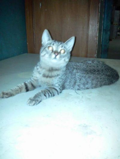Лот: 3783169. Фото: 1. Котята домашние.По 3 мес. Кошки, котята