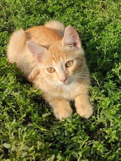 Лот: 11740540. Фото: 1. Котенок, мальчик. Кошки, котята