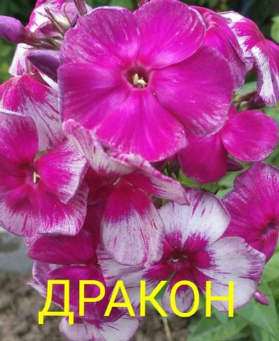 Лот: 11905005. Фото: 1. флокс "дракон". Садовые цветы