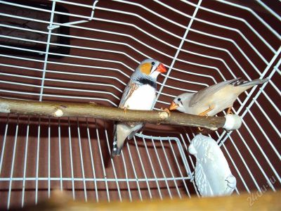 Лот: 785576. Фото: 1. Зебровые амадинчики!!!. Остальные животные