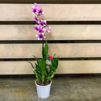 Лот: 15874506. Фото: 1. Орхидея дендробиум фаленопсис... Горшечные растения и комнатные цветы