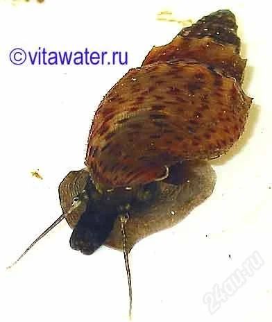 Лот: 1543607. Фото: 1. Улиты в аквариум. Моллюски, ракообразные, кораллы