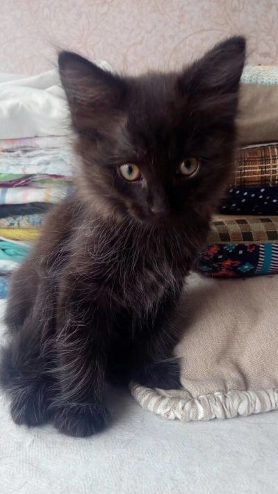 Лот: 11708179. Фото: 1. Котенок сибирской породы. Кошки, котята