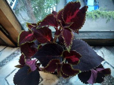 Лот: 11974451. Фото: 1. Колеус Chocolate mint 1. Горшечные растения и комнатные цветы