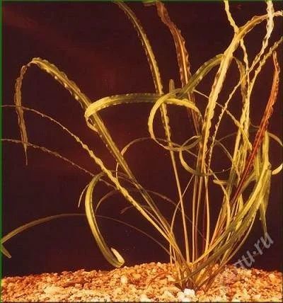 Лот: 2635158. Фото: 1. Узколистная криптокорина. Cryptocoryne... Водные растения