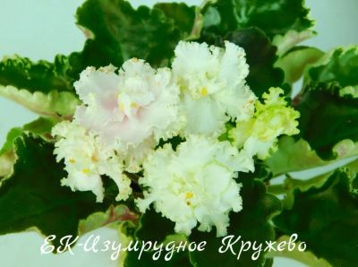 Лот: 8474128. Фото: 1. Фиалка сортовая ЕК-Изумрудное... Горшечные растения и комнатные цветы