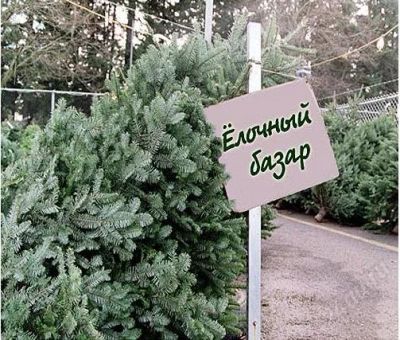 Лот: 2356913. Фото: 1. Живая пихта. Аксессуары