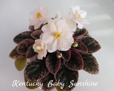 Лот: 8498764. Фото: 1. Мини фиалка сортовая Kentucky... Горшечные растения и комнатные цветы