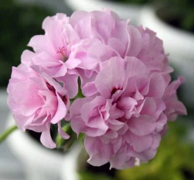Лот: 5297742. Фото: 1. Плющелистная пеларгония "Chiffon... Горшечные растения и комнатные цветы