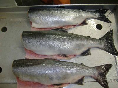 Лот: 6481435. Фото: 1. Кижуч с/м без головы. Икра, рыба, морепродукты