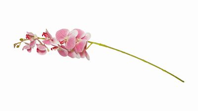 Лот: 23968336. Фото: 1. Цветок искусственный Moth Orchid... Другое (предметы интерьера)