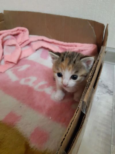 Лот: 16704865. Фото: 1. Отдам кошечку. Кошки, котята