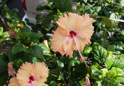 Лот: 9857428. Фото: 1. Гибискус "Гавайский Лосось" (Hibiscus... Горшечные растения и комнатные цветы