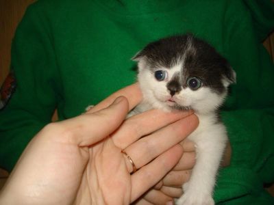 Лот: 3513300. Фото: 1. Шотландская вислоухая кошечка... Кошки, котята