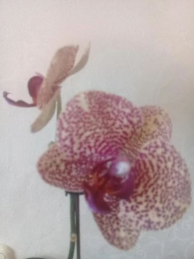 Лот: 10671096. Фото: 1. Орхидея фаленопсис (азиат). Горшечные растения и комнатные цветы