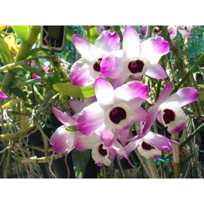 Лот: 12519367. Фото: 1. Орхидея дендробиум nobile Dark... Горшечные растения и комнатные цветы