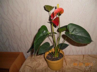 Лот: 1467457. Фото: 1. Антуриум Акапи. Горшечные растения и комнатные цветы