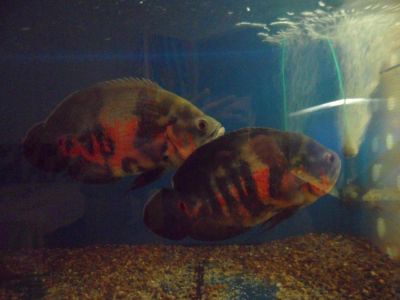 Лот: 5444847. Фото: 1. Astronotus ocellatus. Рыбки
