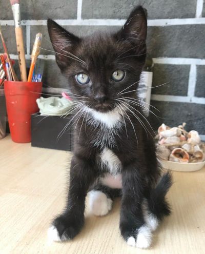 Лот: 16372306. Фото: 1. Котёнок мальчик. Кошки, котята