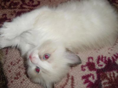 Лот: 3534262. Фото: 1. голубоглазое чудо к Новому году. Кошки, котята
