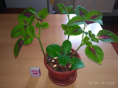 Лот: 13442359. Фото: 1. Колеус 1. Горшечные растения и комнатные цветы