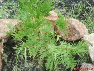 Лот: 469480. Фото: 1. туя. Горшечные растения и комнатные цветы
