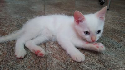 Лот: 7874547. Фото: 1. Котята в добрые руки (балинез). Кошки, котята