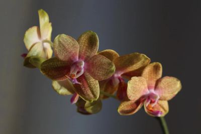 Лот: 5652857. Фото: 1. Орхидея фаленопсис миди. Горшечные растения и комнатные цветы