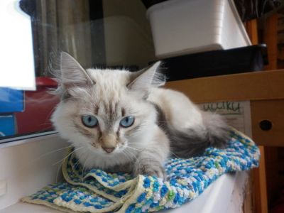 Лот: 6135400. Фото: 1. Кошка красотка. Кошки, котята