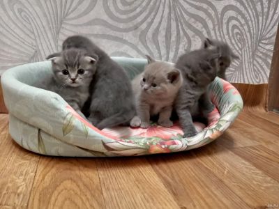 Лот: 7879674. Фото: 1. Милые шотландцы. Кошки, котята
