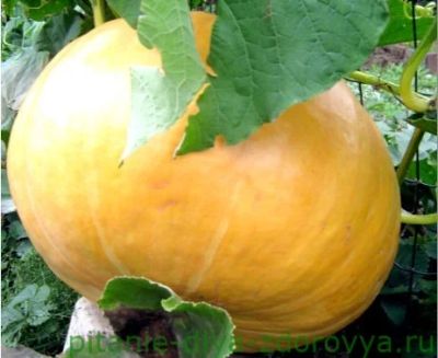 Лот: 4438659. Фото: 1. Тыква со своего огорода. Вкусно... Овощи, фрукты, зелень