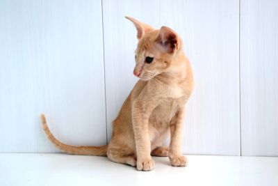 Лот: 4528211. Фото: 1. Ориентальный котенок (кремовый... Кошки, котята