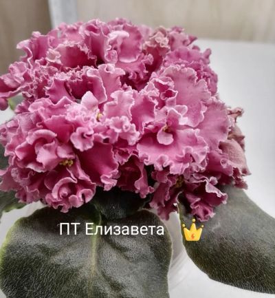Лот: 16858950. Фото: 1. Фиалка сортовая ПТ Елизавета деткп. Горшечные растения и комнатные цветы