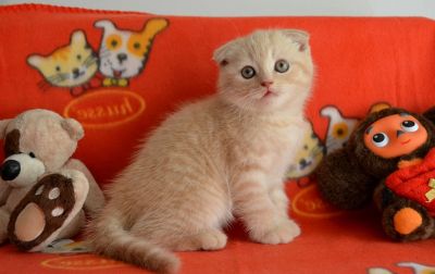Лот: 4076399. Фото: 1. Шотландский вислоухий малыш ). Кошки, котята