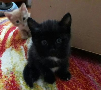 Лот: 11267685. Фото: 1. Отдам милых и игривых котят!. Кошки, котята
