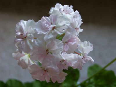 Лот: 4458030. Фото: 1. Пеларгония Claire, молодой куст. Горшечные растения и комнатные цветы