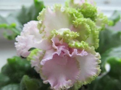 Лот: 4039747. Фото: 1. Фиалка Irish Cream, детка. Горшечные растения и комнатные цветы