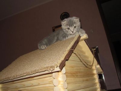 Лот: 5452059. Фото: 1. Кошкин Дом - Уютный и комфортный... Домики, переноски, клетки, когтеточки