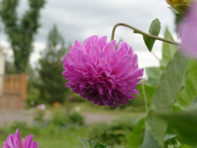 Лот: 3347753. Фото: 1. panasonic lumix lc1 +Leica summicron. Цифровые компактные