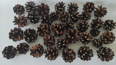 Лот: 25899934. Фото: 1. Шишки сосновые отборные. Материалы для ручной работы