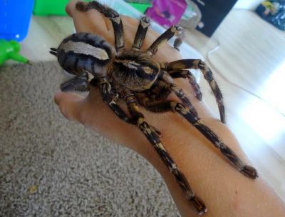 Лот: 9620747. Фото: 1. Паук птицеед Poecilotheria ornata... Остальные животные