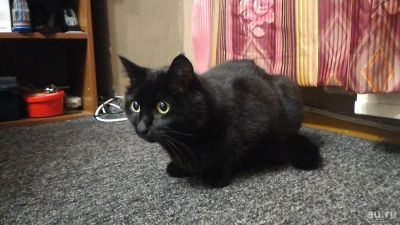Лот: 8248315. Фото: 1. Котейка ищет новый дом!. Кошки, котята