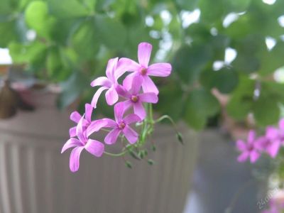 Лот: 83125. Фото: 1. Оксалис. Горшечные растения и комнатные цветы